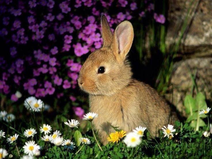 78443-Bunny-In-The-Springtime.jpg