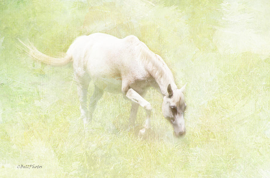 serene-pastures-christy-bell.jpg