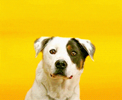 Go6f5qeQUZF3a.gif