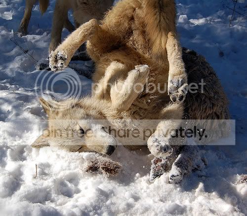 FunnyWolf.jpg