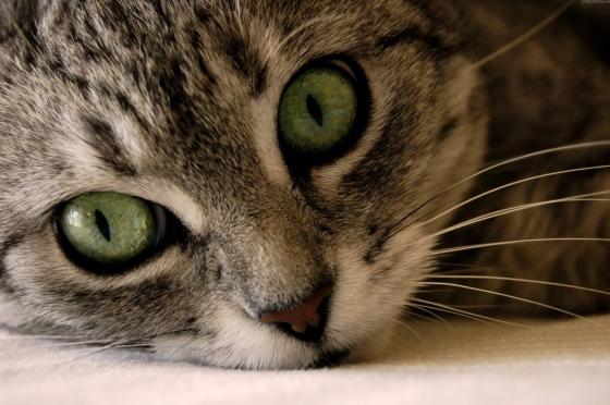 beautiful-cats-wallpapers-1.jpg