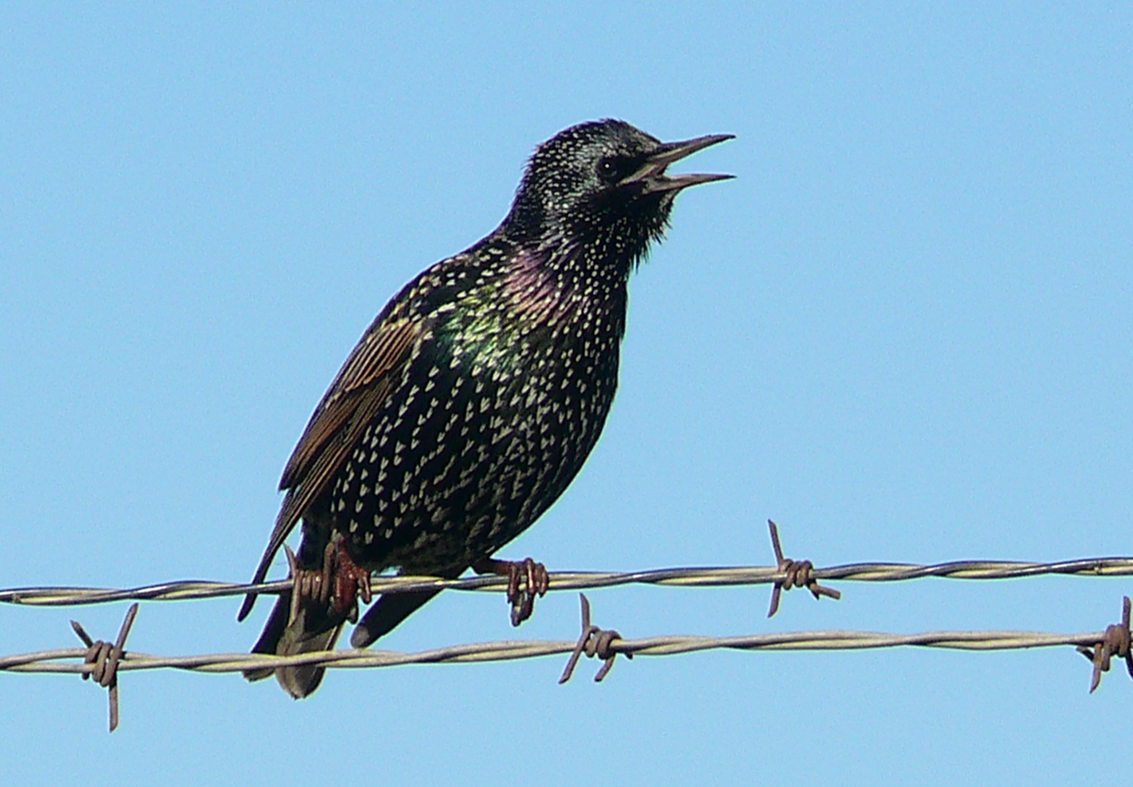 European_Starling_in_breeding_plumage.jpg