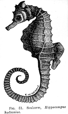 32768-sea-horse.jpg