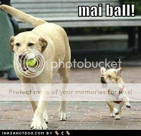 funny-dog-pictures-tiny-wants-ball.jpg