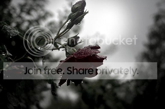 BeFunky_null_1_ajpg_zpsd454c314.jpg