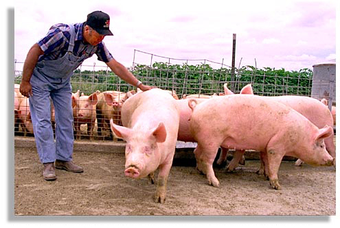 farmer-with-hog.jpg