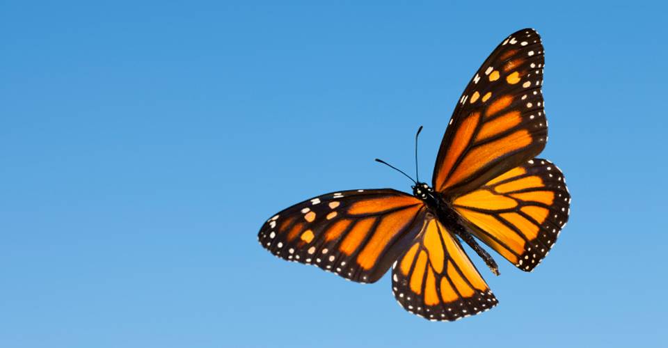 Central-America-Monarchs-Photo-2-butterfly.jpg