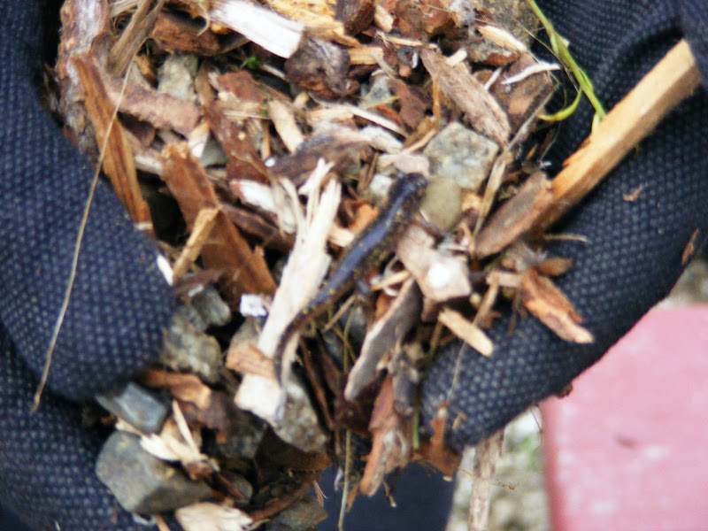 DSCF1389.JPG