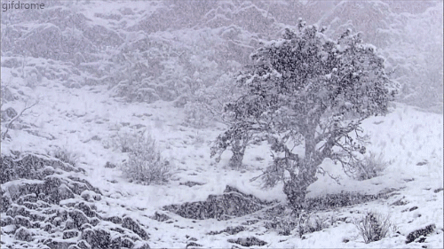 43631-Snow-Storm.gif