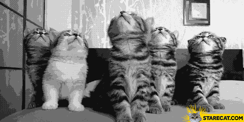 kittens-looking-up-and-down-animation.gif