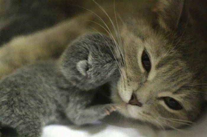 cute-kitten-and-cat.jpeg