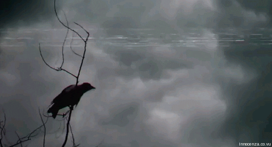 giphy.gif