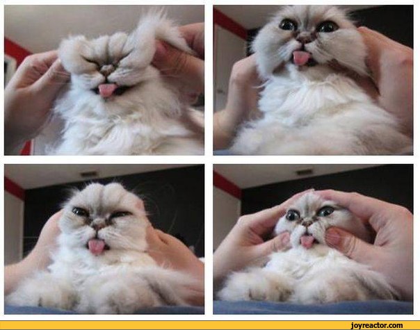 funny-cats-sandbox-547602.jpeg
