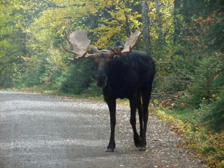 BullWinkle.145212115_std.jpg