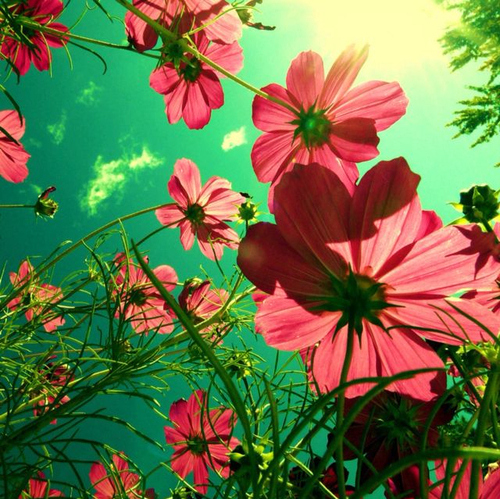 beauty-color-cute-flowers-photography-sky-Favim.com-42056.jpg