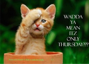 thursdayKITTEN-300x216.jpg
