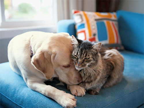 54f5fdc6ecb15_-_01-dog-and-cat-nuzzling-lgn-50635105.jpg