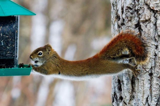 these_funny_animals_661_640_12.jpg