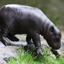Hippopotamus.jpg