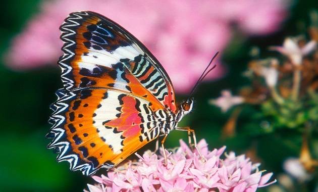 Pretty-Butterfly.jpg