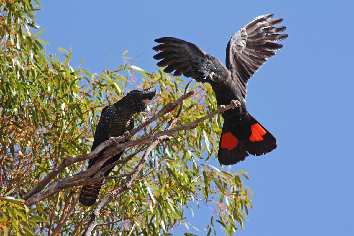Red-tailedBlackCockatoo_BillMarkBell.jpg
