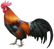 rooster.jpg