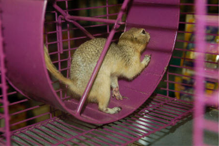 squirrelcagewheel.jpg