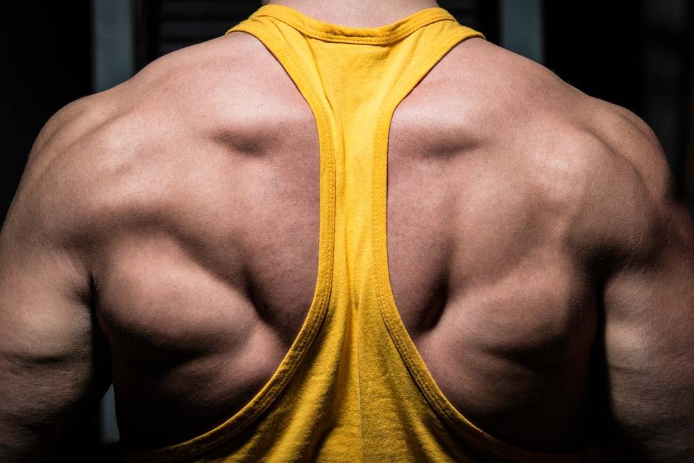 muscle-building-back.jpg