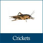 icon_crickets.jpg