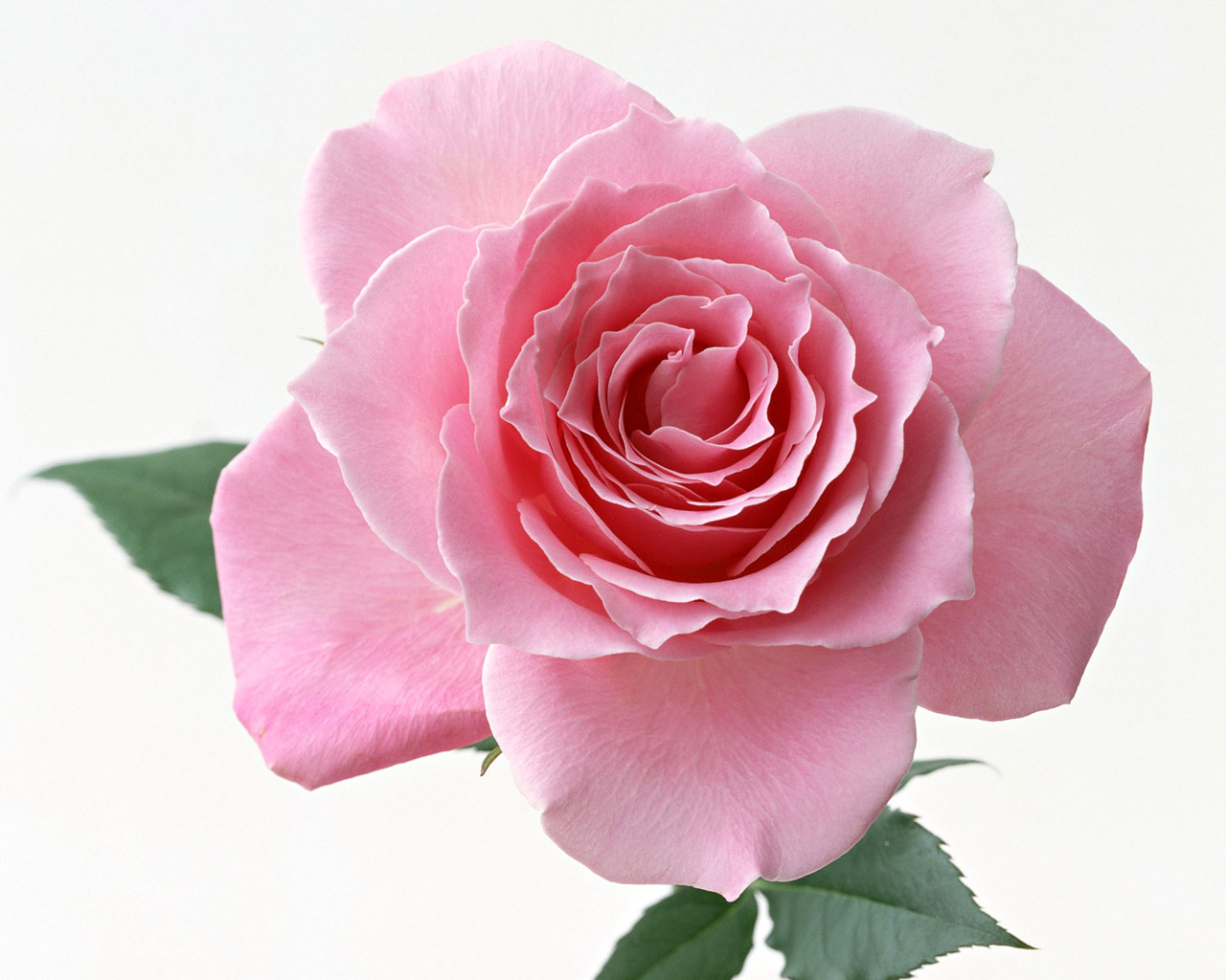 rose.jpg