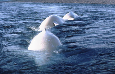 3belugas_kfrost-from-ADFG-website.jpg