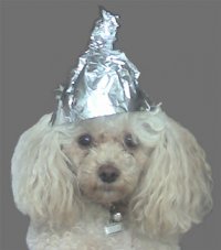 tinhatdog.jpg