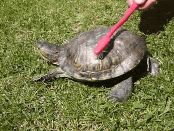 cMlim.gif