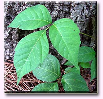 poison-ivy-image.jpg