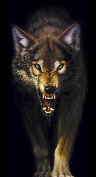 Snarling-Wolf-wolves-15975099-318-587.jpg
