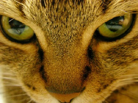 Cat-Close-Up.jpg