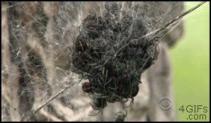 best_animated_gif_spider_ball.gif