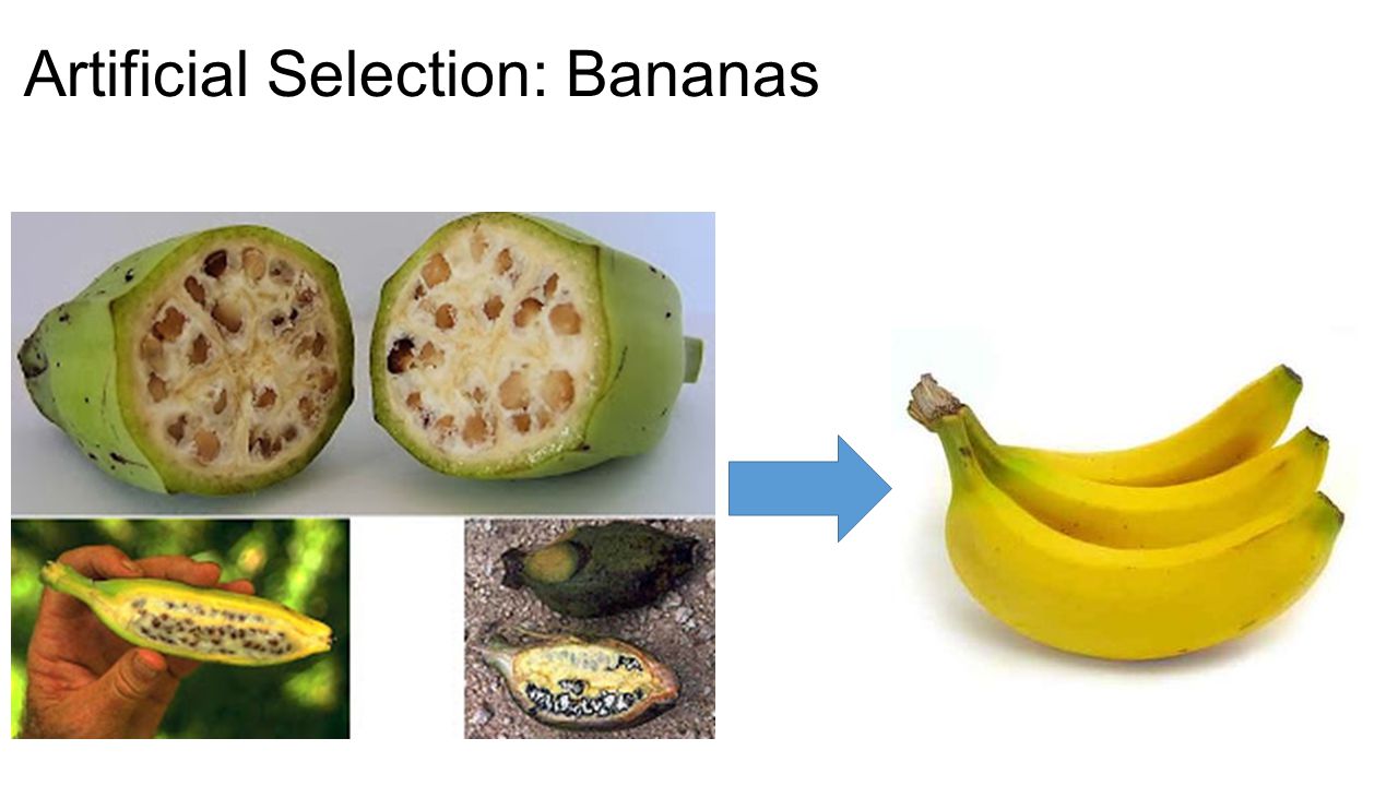 Artificial+Selection%3A+Bananas.jpg