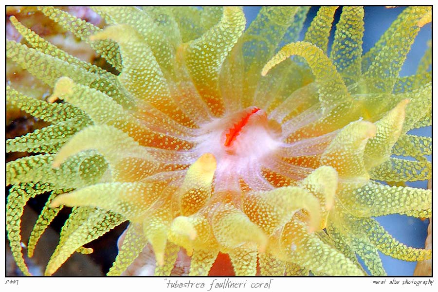 tubastrea_faulkneri_coral_by_carettacaretta.jpg