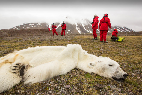 130807-polar-bear-01.grid-6x2.jpg