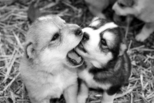 beautiful-black-and-white-cute-dog-dogs-Favim.com-435392.jpg