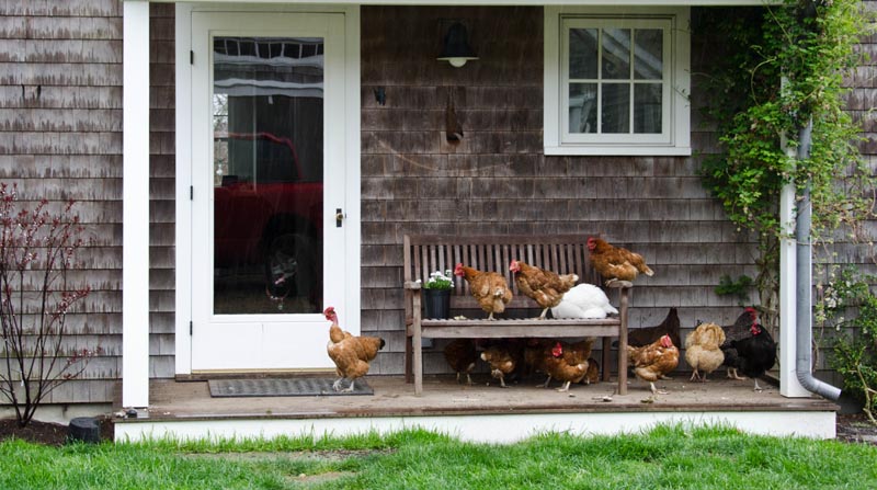 aof_chickens_porch.jpg
