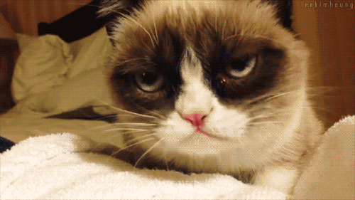 grumpycat.gif