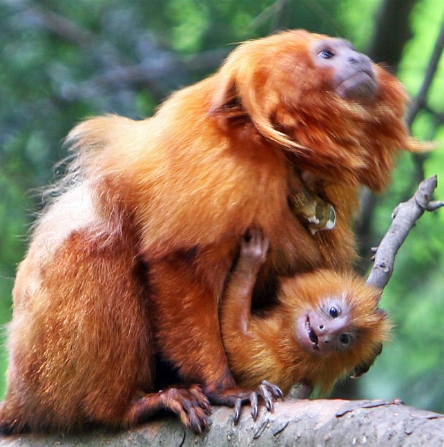 Golden_Lion_Tamarin_and_Baby.jpg