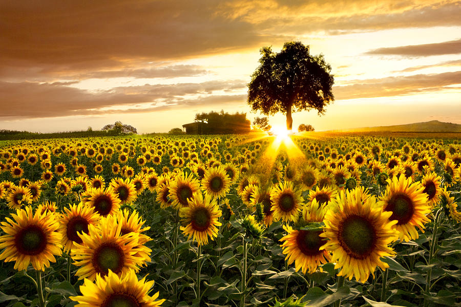 fields-of-gold-debra-and-dave-vanderlaan.jpg