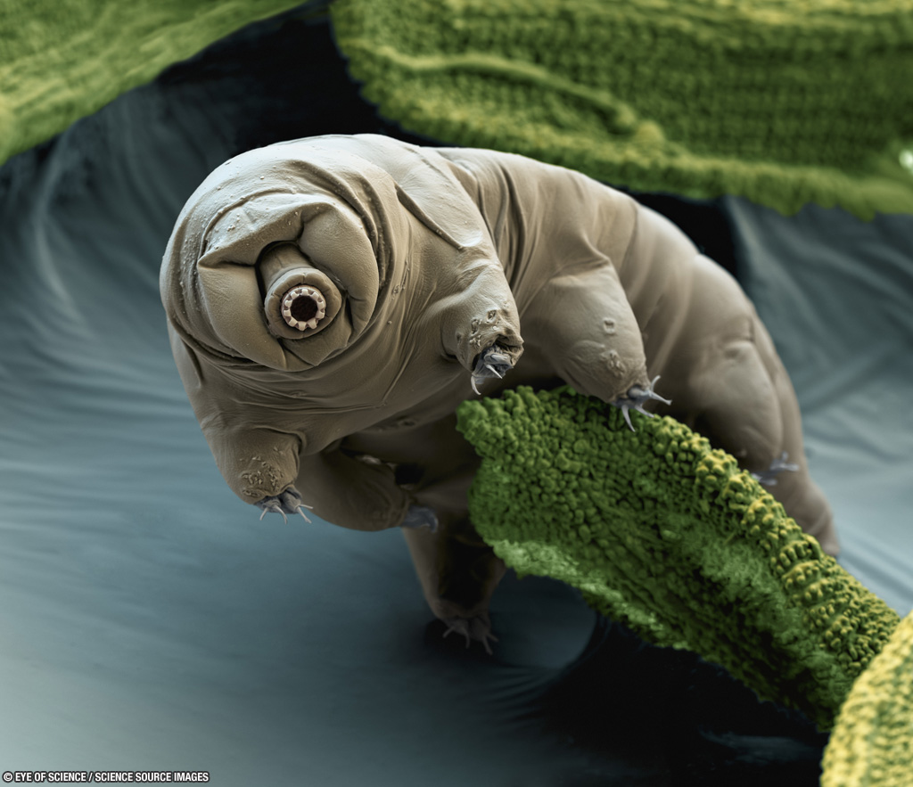 tardigrade_eyeofscience_1024.jpg