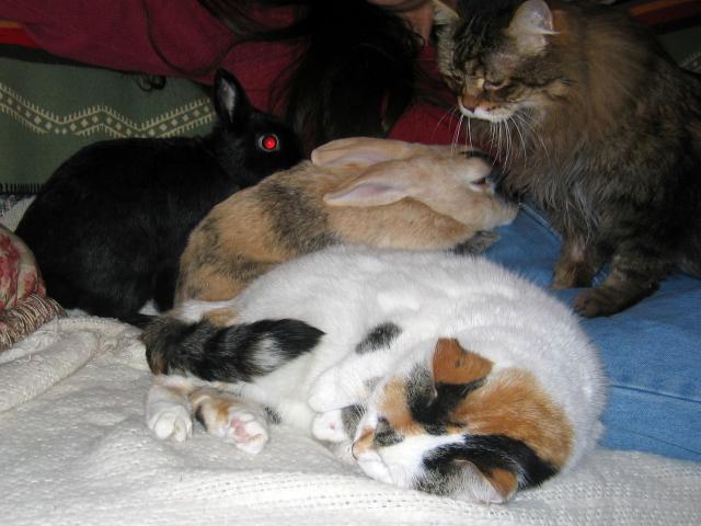 catsandrabbits_3812.jpg