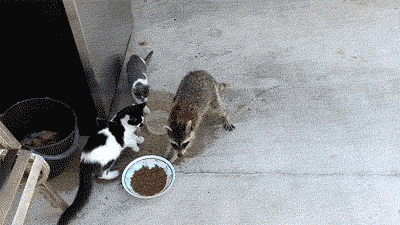 friday_gifdump_1112_25.gif