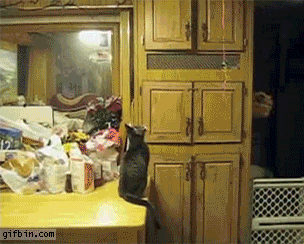 balloon-cat_gif-bin.gif