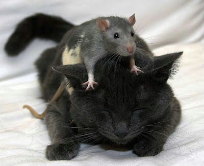 cat-and-mouse.jpg
